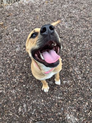 Anya, Young Female Mixed Breed