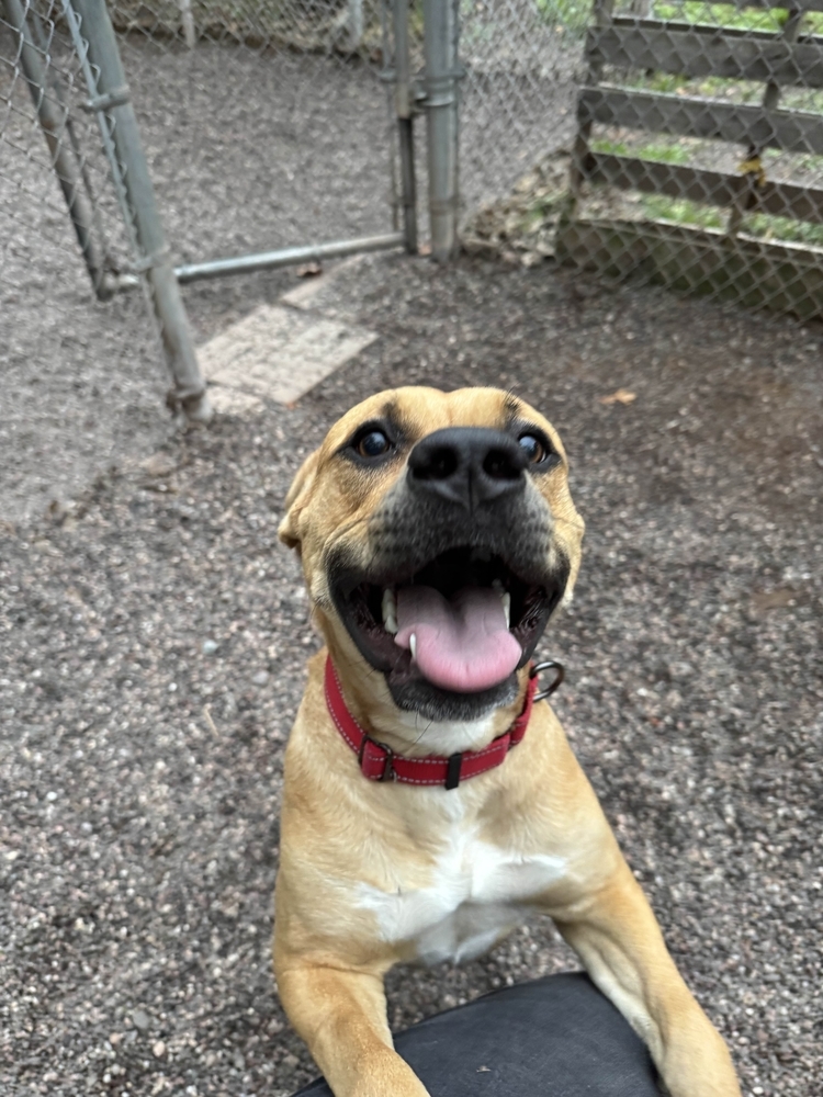 Anya, an adoptable Mixed Breed in Houghton, MI, 49931 | Photo Image 2