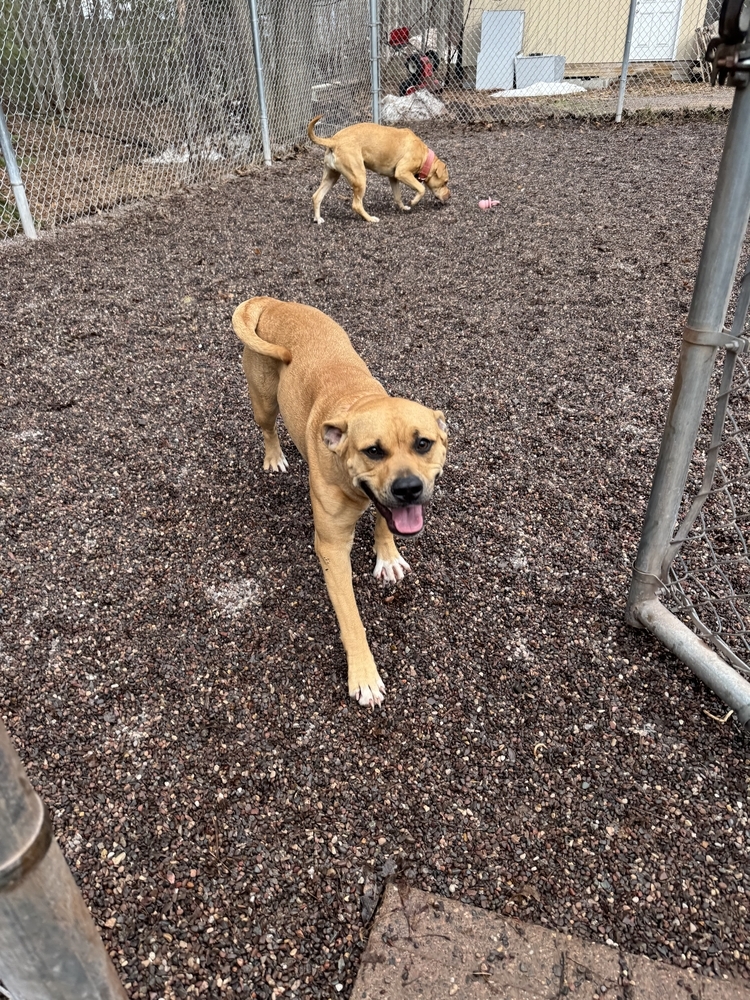 Anya, an adoptable Mixed Breed in Houghton, MI, 49931 | Photo Image 3