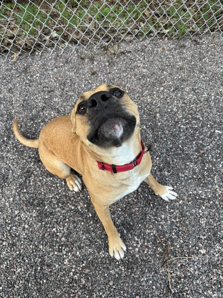 Anya, an adoptable Mixed Breed in Houghton, MI, 49931 | Photo Image 4