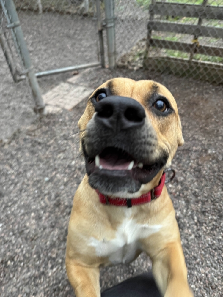 Anya, an adoptable Mixed Breed in Houghton, MI, 49931 | Photo Image 5