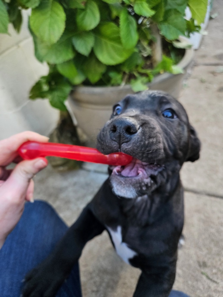 Hershey (Candy Kid)