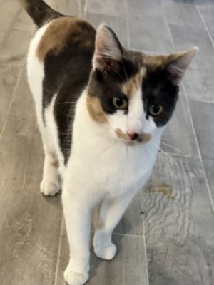 Angel bonded with Snowflake, Adult Female Calico