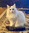 Angel bonded with Snowflake photo 2