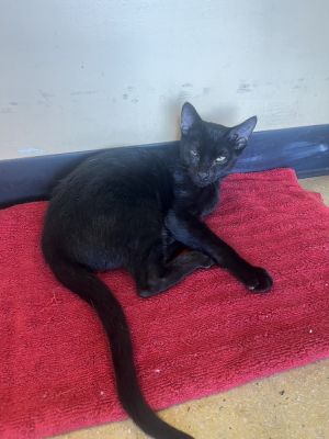 Justice, Young Male Domestic Short Hair