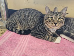 Caleb, Adult Male American Shorthair