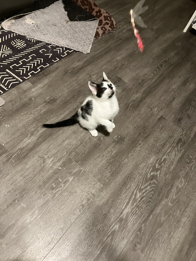 Angel