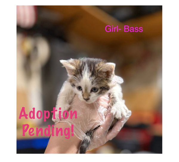 Bass thumbnail 1