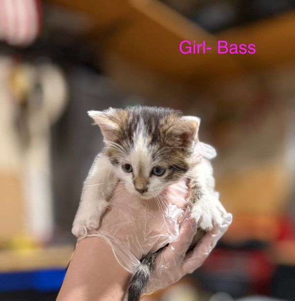 Bass thumbnail 3