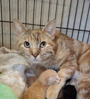 Eve B., Adult Female Domestic Short Hair