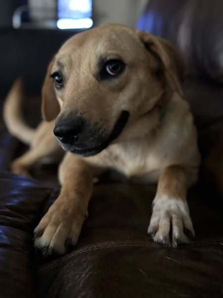 Penny
