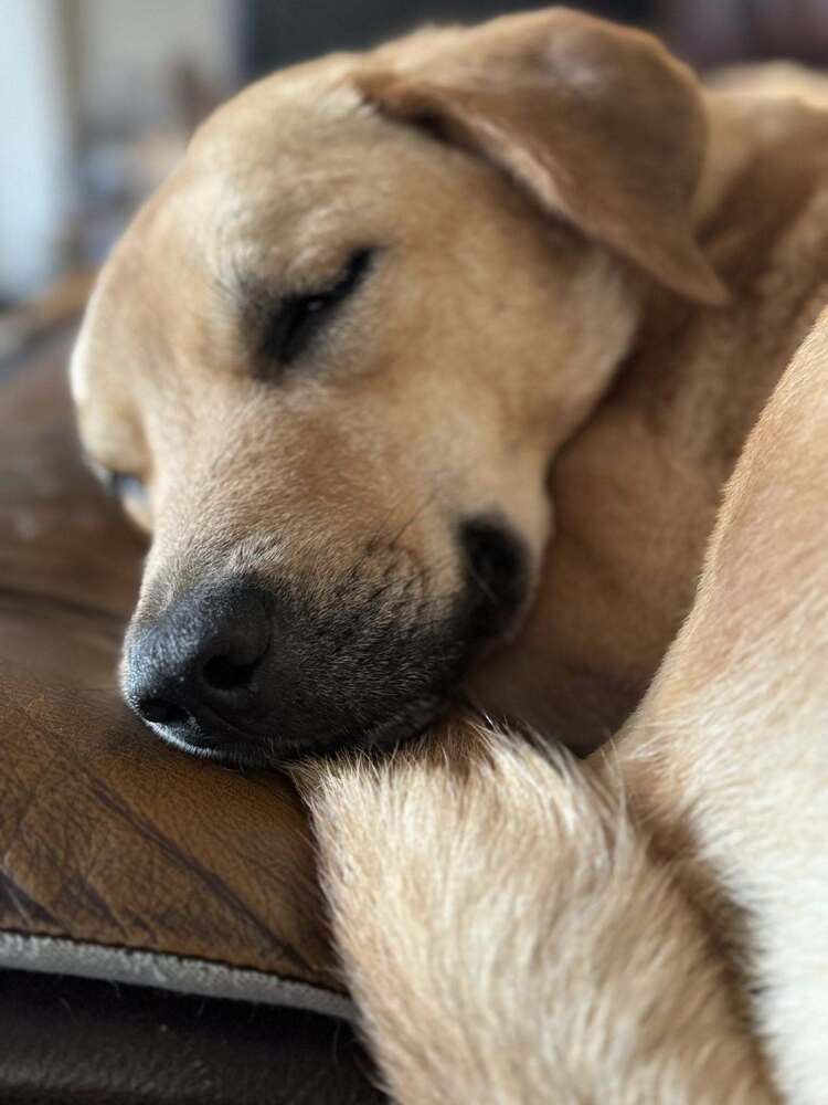 Penny