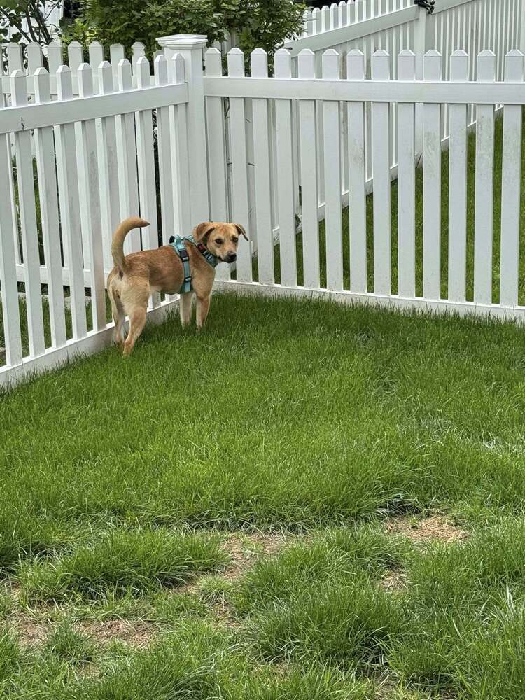 Penny