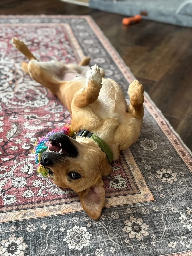 Penny