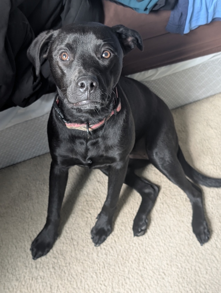 Bella