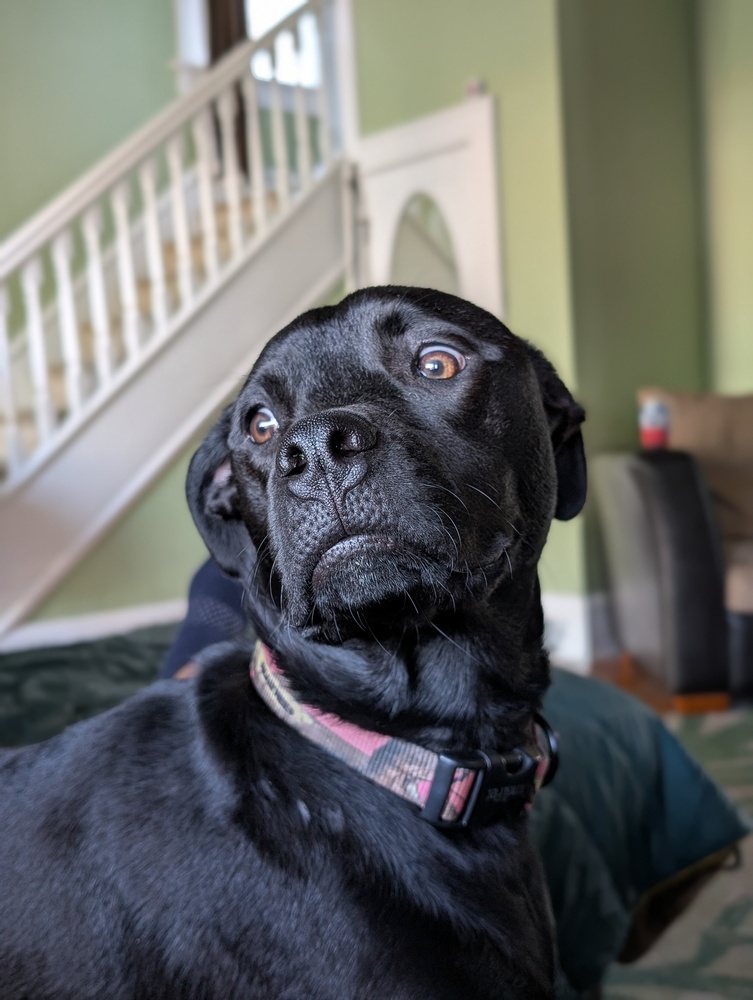 Bella
