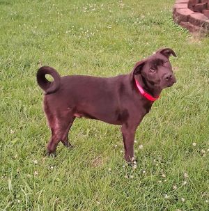 HH : Hero, Young Male Labrador Retriever