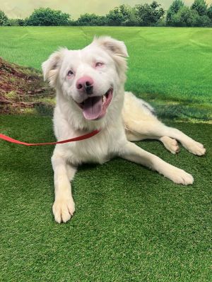 Sawyer, Young Male Australian Shepherd