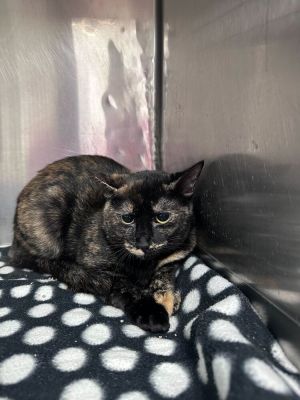 Name Felicia Age 1 Year Breed Domestic Shorthair Tortoiseshell Gender Female Meet Felicia Fel