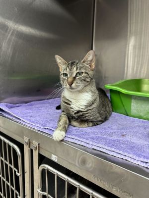 Name Serena Age 2 Years Breed Domestic Shorthair Gender Female Meet Serena Serena is a sweet an