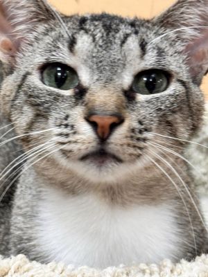 Name Serena Age 2 Years Breed Domestic Shorthair Gender Female Meet Serena Serena is a sweet an