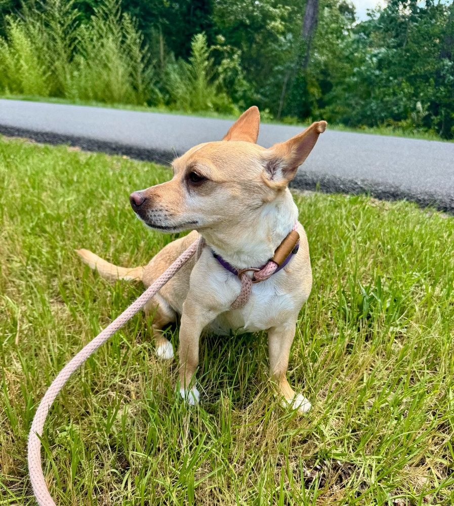 Bella