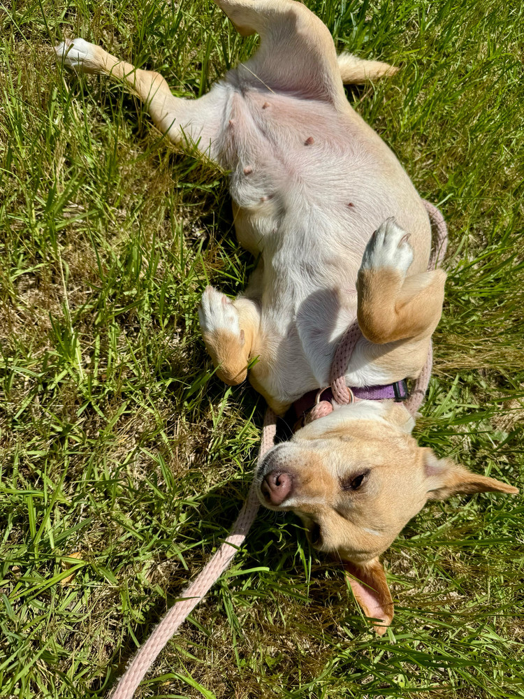 Bella