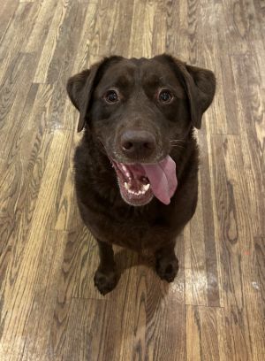 Name Ivy Age 5 Years Breed Labrador Retriever Gender Female Meet Ivy Ivy is a big beautiful La