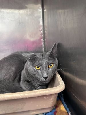 Name Wellington Age 11 Months Breed Russian Blue Mix Gender Male Meet Wellington Wellington is 