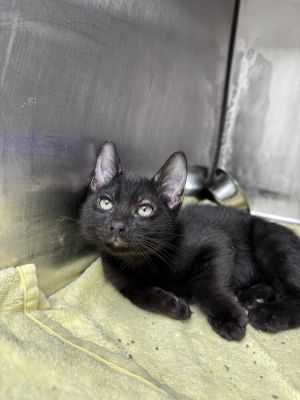 Name Lucifer Age 35 Months Breed Domestic Shorthair Gender Male Meet Lucifer Dont let the nam