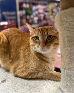 Name Camillo Age 5 Years Breed Domestic Shorthair Gender Male Meet Camillo Camillo is a gentle 