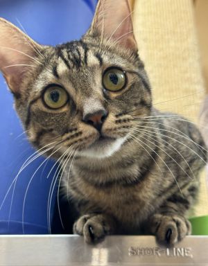 Name Craig Age 10 Months Breed Domestic Shorthair Gender Male Meet Craig Craig is a lovable 10-