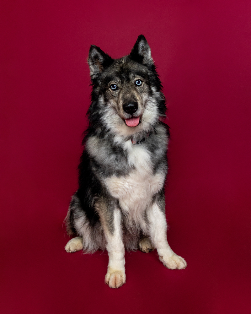 Koda