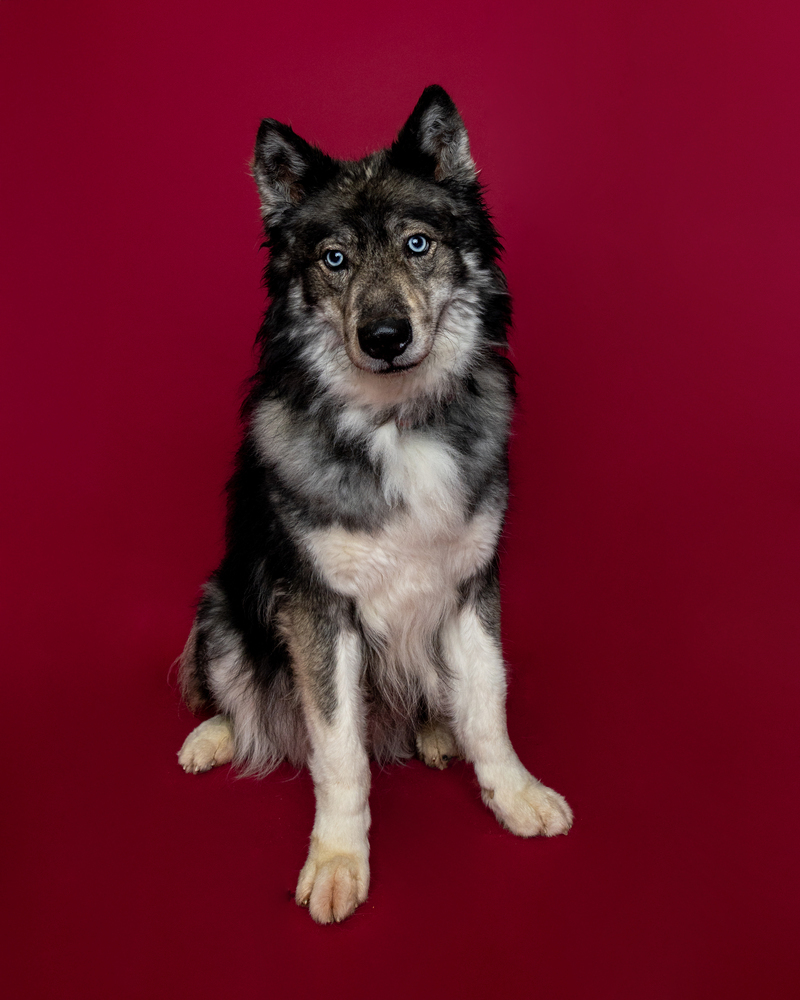 Koda