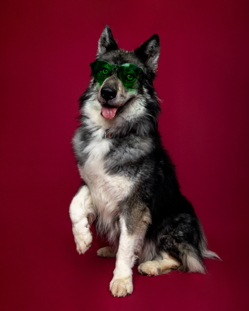 Koda