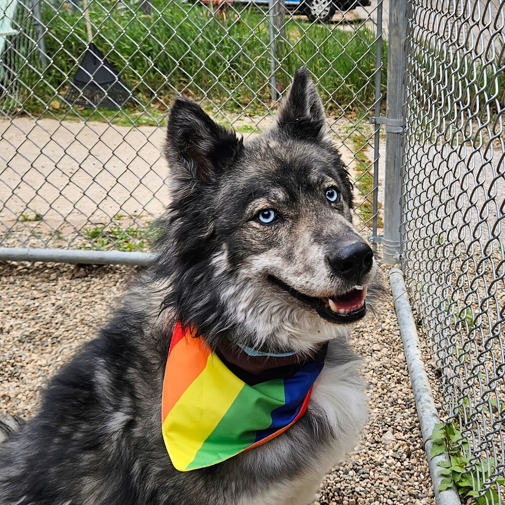 Koda