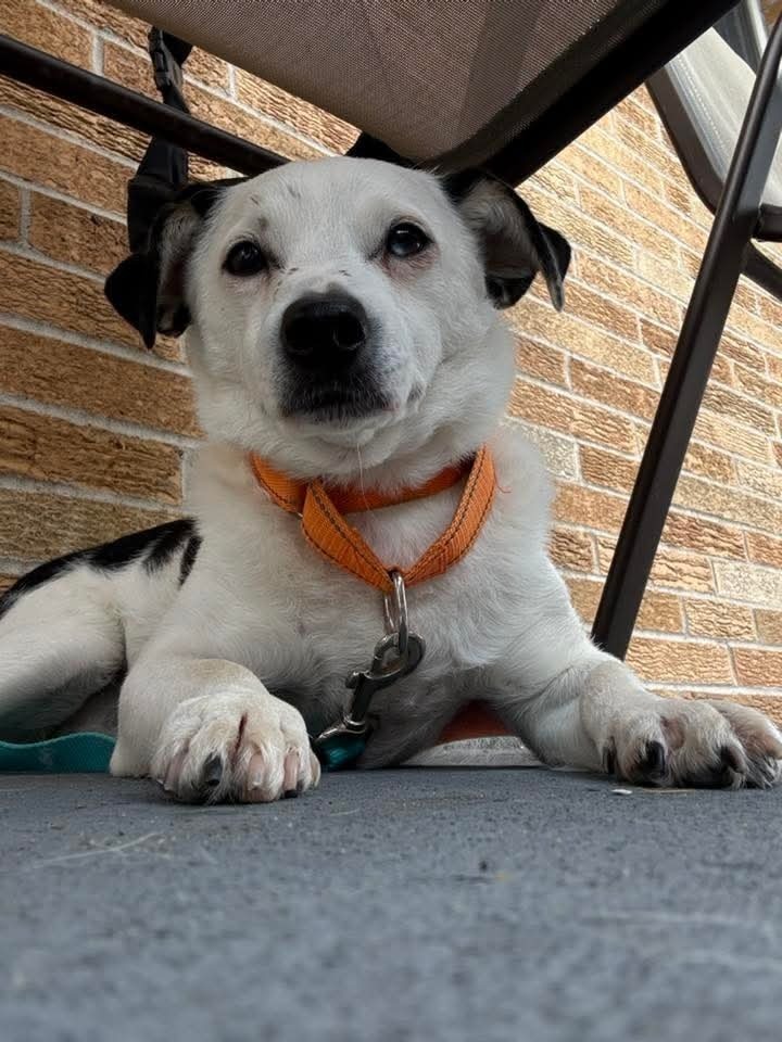 Rowdy (fka Buddy), an adoptable Chihuahua in Wausau, WI, 54401 | Photo Image 1