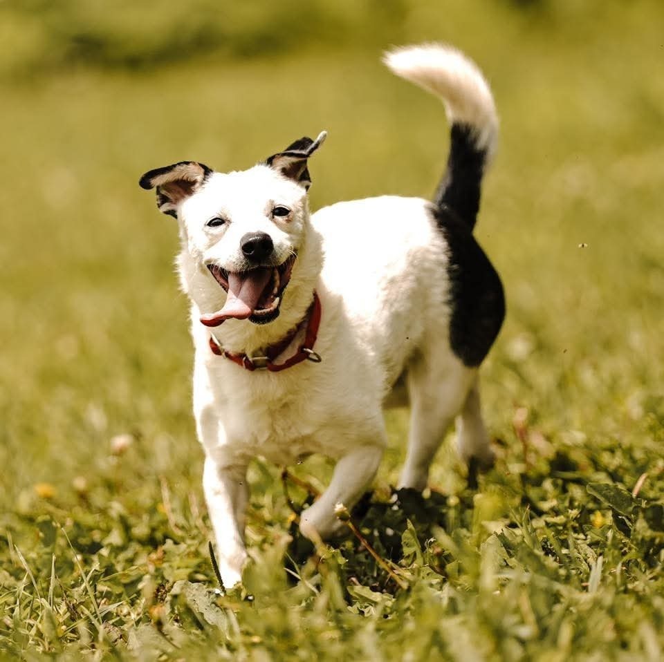 Rowdy (fka Buddy), an adoptable Chihuahua in Wausau, WI, 54401 | Photo Image 2