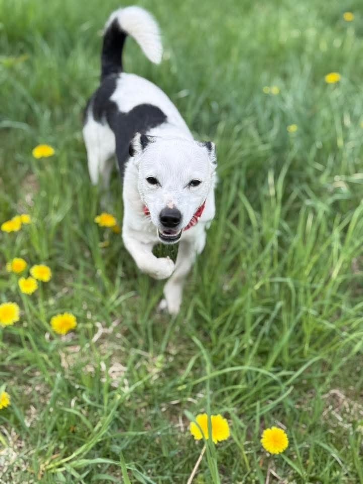 Rowdy (fka Buddy)