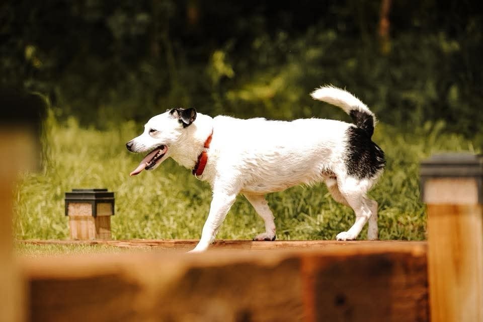 Rowdy (fka Buddy), an adoptable Chihuahua in Wausau, WI, 54401 | Photo Image 4