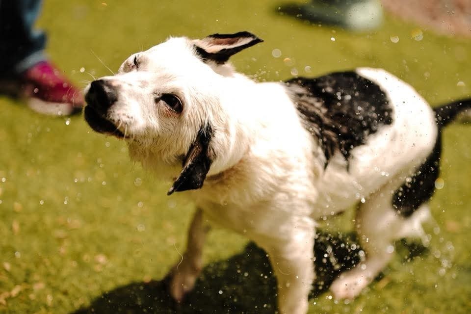 Rowdy (fka Buddy), an adoptable Chihuahua in Wausau, WI, 54401 | Photo Image 5