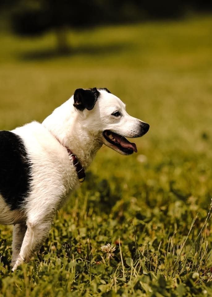 Rowdy (fka Buddy), an adoptable Chihuahua in Wausau, WI, 54401 | Photo Image 6