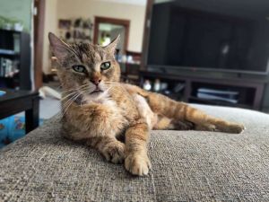 Mala, Senior Female Domestic Short Hair