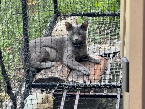 Ovale, Adult Female Domestic Short Hair