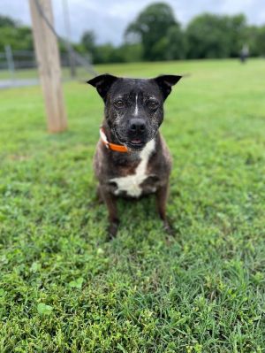 Hope was adopted from our shelter 4 years ago She was a much loved companion dog whose owner has go