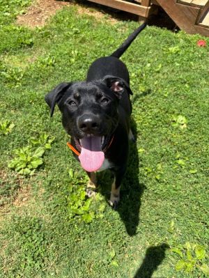 Eiffel is a 60lb 9 month old energetic female black lab Seems to be good with other dogs and likes