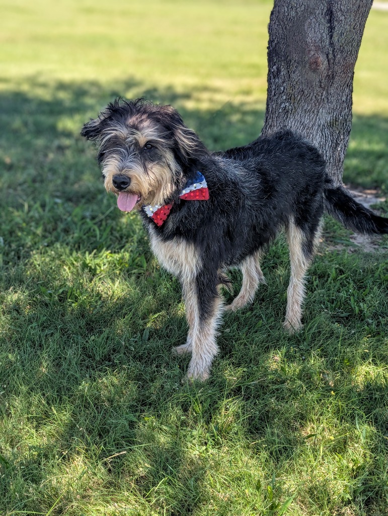 Jefferson, an adoptable Schnauzer in Arlington, TX, 76013 | Photo Image 1