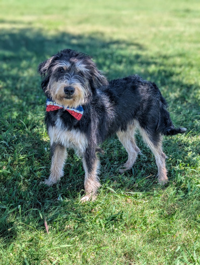 Jefferson, an adoptable Schnauzer in Arlington, TX, 76013 | Photo Image 2