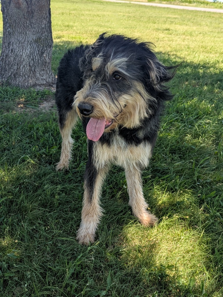 Jefferson, an adoptable Schnauzer in Arlington, TX, 76013 | Photo Image 3
