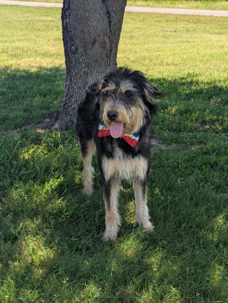 Jefferson, an adoptable Schnauzer in Arlington, TX, 76013 | Photo Image 4
